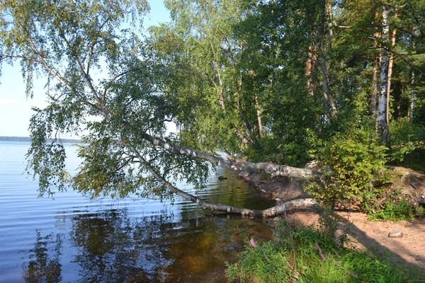 Foresta sulle rive del lago — Foto Stock