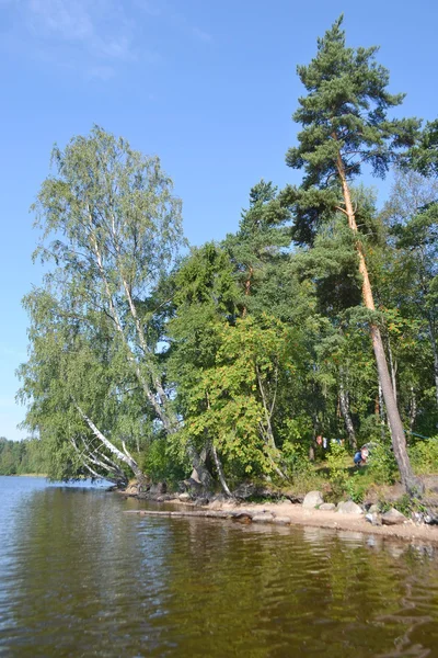 Skogen på stranden av sjön — Stockfoto