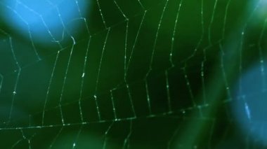 SpiderWeb sallanır rüzgarda