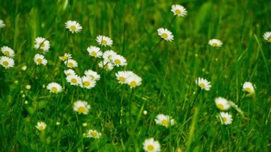 Papatya rüzgara karşı hareket eder.
