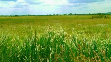 çim rüzgara karşı hareket eder.