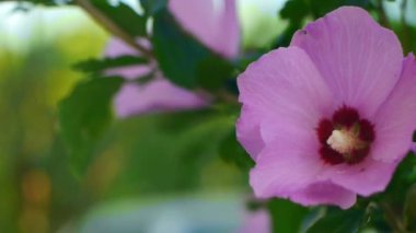 Rüzgar Pembe çiçek