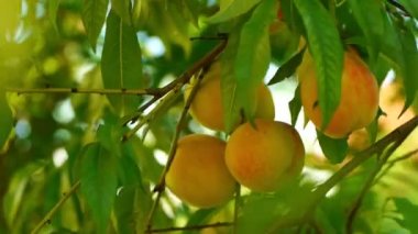 Ağaçta olgun şeftali