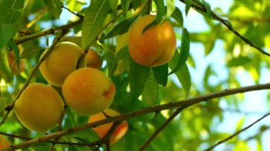 Ağaçta olgun şeftali