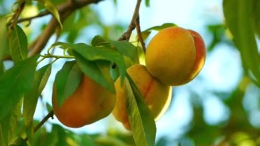 Ağaçta olgun şeftali