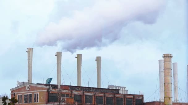 Fumar pipas de la planta — Vídeo de stock