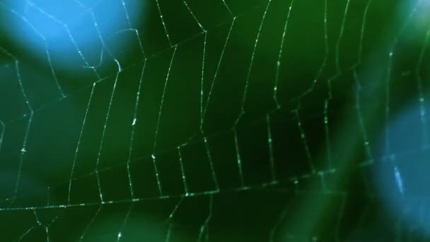 Spiderweb swings in the wind — Stock Video