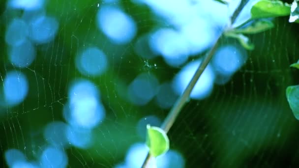La toile d'araignée oscille dans le vent — Video