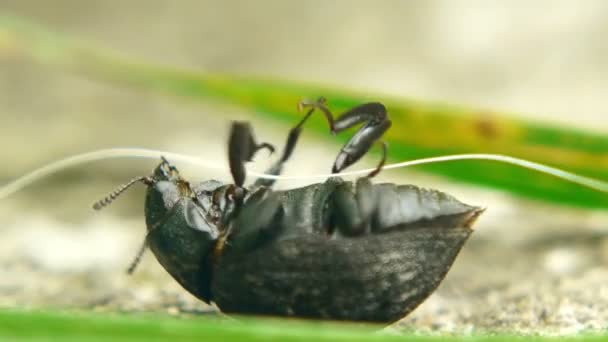 甲虫想把翻过来 — 图库视频影像