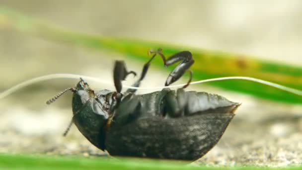 Scarabeo sta cercando di girarsi — Video Stock