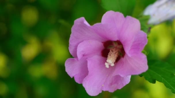 Fleur rose dans le vent 