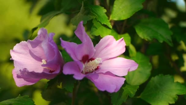 Rosa blomma i vindenピンクの花が風にrůžový květ ve větru — Stock video