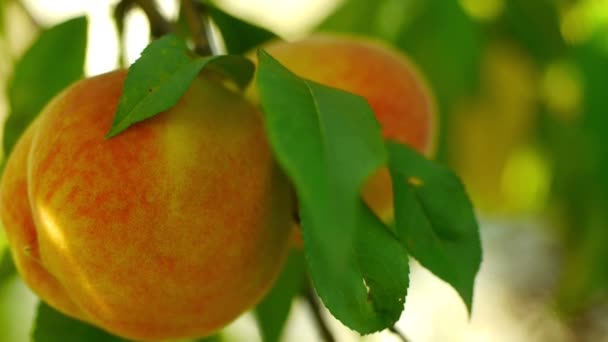 Mogen persika på trädet — Stockvideo