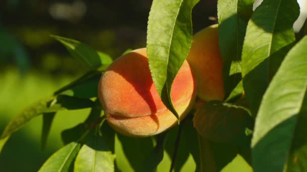 Зрізати персик на дереві — стокове відео