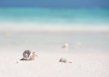 pavurya andaman Denizi'nde bir plajda