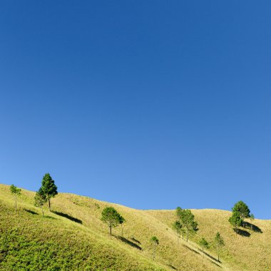 ağaç alanında mavi gökyüzü ile