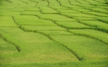 Yeşil teraslı pirinç alan