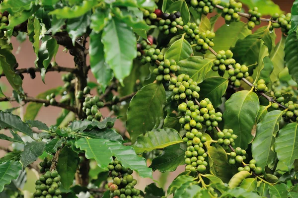 Close up coffee plants tree — Stock Photo, Image