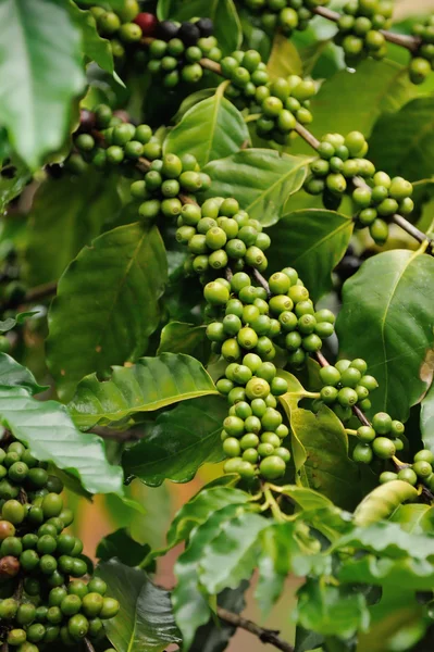 Close-up van koffie planten boom — Stockfoto