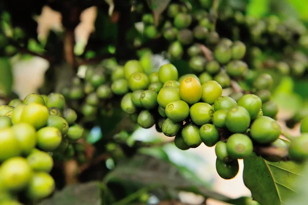 Close-up van koffie planten boom — Stockfoto