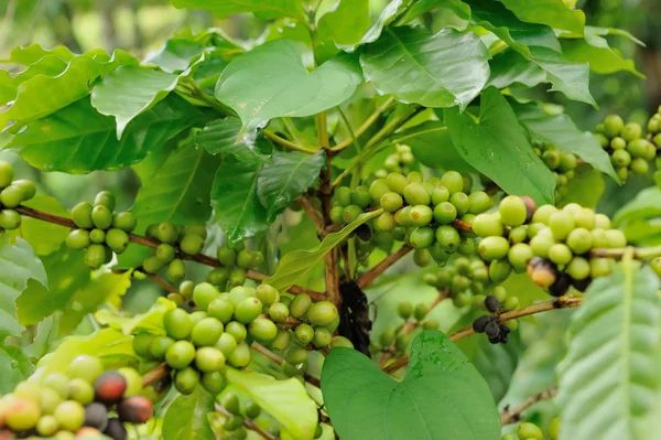 Close-up van koffie planten boom — Stockfoto