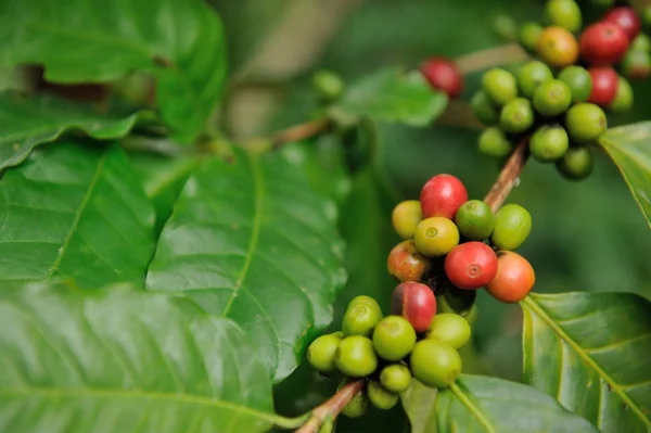 Närbild kaffe växter träd — Stockfoto