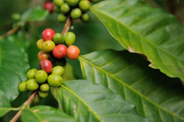 Close-up van koffie planten boom — Stockfoto
