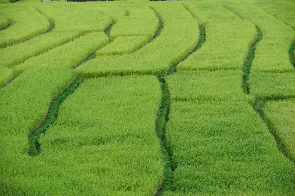 Terrain de riz vert en terrasses — Photo