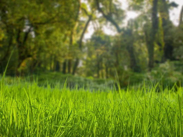 Grasveld in de natuur — Stockfoto