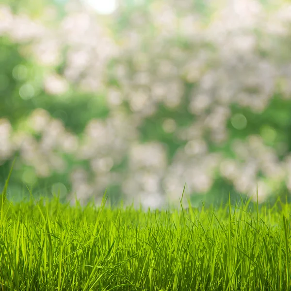 Gräsplan i naturen — Stockfoto