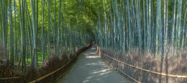 Bambu grove Kyoto