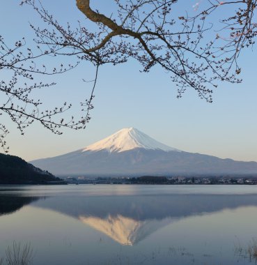 MT fuji ve kiraz çiçeği