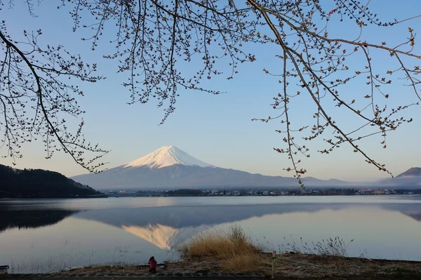 Mt fuji та вишня цвітіння — стокове фото