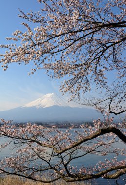MT fuji ve kiraz çiçeği