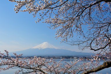MT fuji ve kiraz çiçeği
