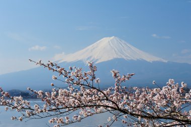 MT fuji ve kiraz çiçeği