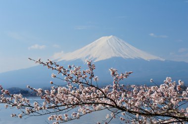 Mt Fuji and Cherry Blossom clipart
