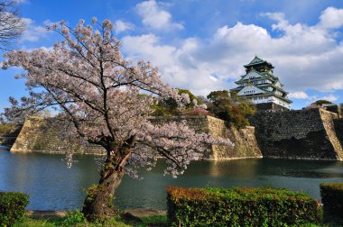 Osaka Kalesi kiraz çiçekleri ile 