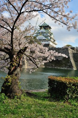 Osaka Kalesi kiraz çiçekleri ile 