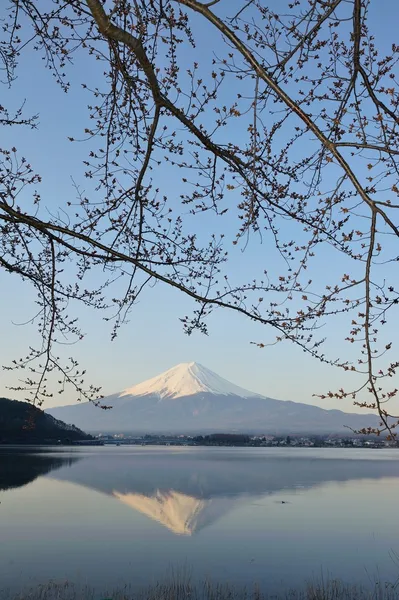 Mt fuji та вишня цвітіння — стокове фото