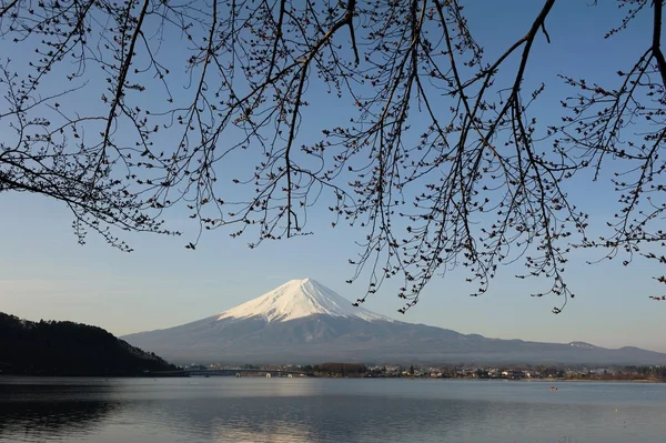 Monte Fuji e flor de cerejeira — Fotografia de Stock