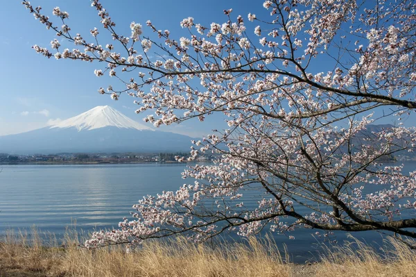 Mt fuji та вишня цвітіння — стокове фото