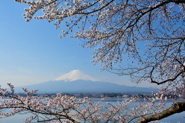 Monte Fuji y flor de cerezo — Foto de Stock