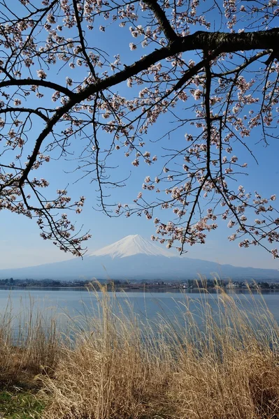 Mt の富士と桜の花 — ストック写真