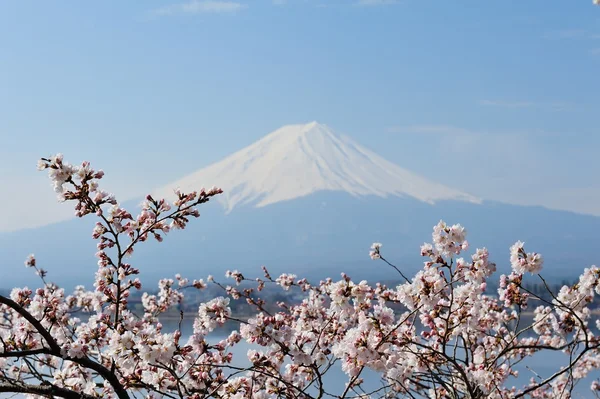 Monte Fuji e flor de cerejeira — Fotografia de Stock