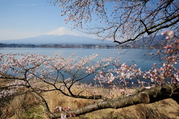 Monte Fuji e flor de cerejeira — Fotografia de Stock