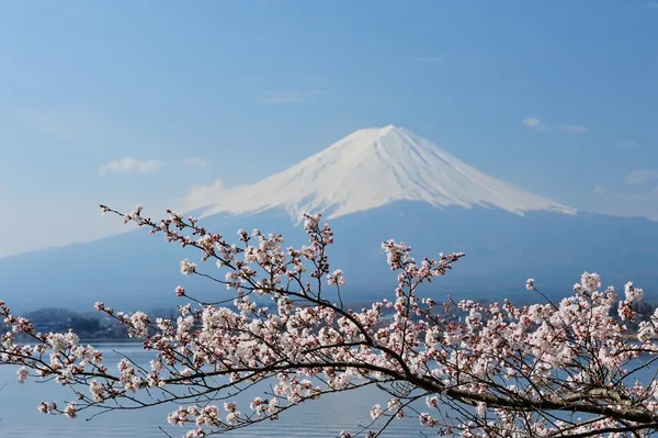 Monte Fuji y flor de cerezo —  Fotos de Stock