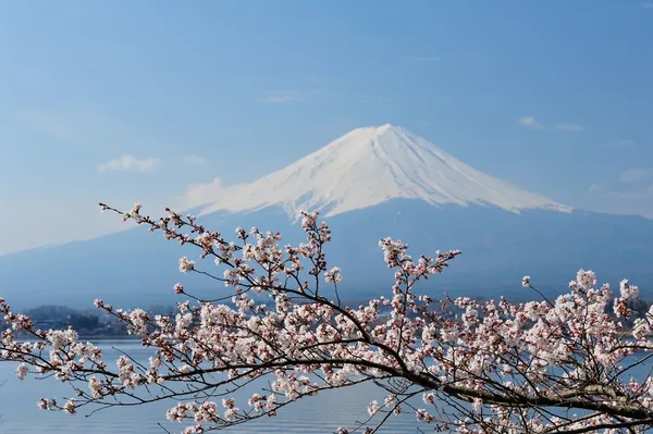 Mt fuji та вишня цвітіння — стокове фото