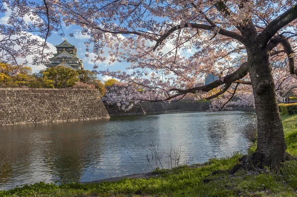 Osaka Kalesi kiraz çiçekleri ile — Stok fotoğraf