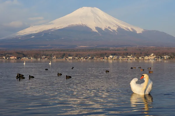 White Swan and Mt Fuji — Stock Photo, Image